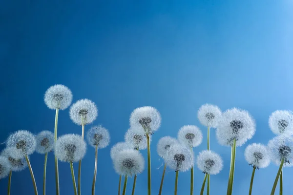 Білі кульбаби на синьому фоні. Літо, фон природи . — стокове фото