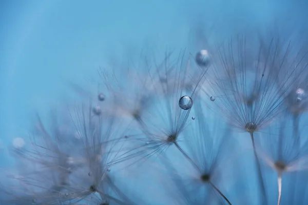 露水滴在蒲公英种子上.飞溅的水滴蓝色背景 — 图库照片