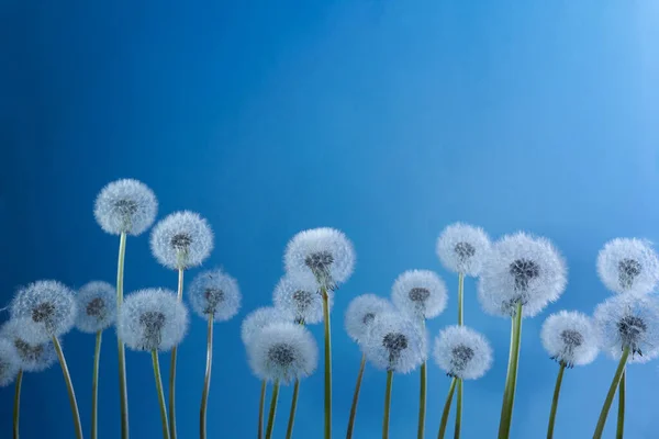 Dientes de león blancos sobre fondo azul. Verano, fondo de naturaleza . — Foto de Stock