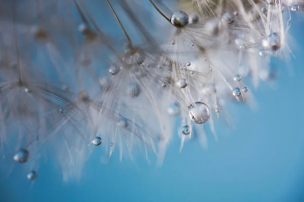 露水滴在蒲公英种子上.飞溅的水滴蓝色背景 — 图库照片