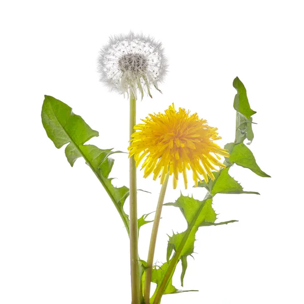 Flor de diente de león con hojas aisladas sobre fondo blanco . —  Fotos de Stock