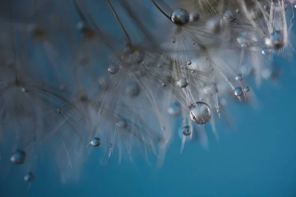 露水滴在蒲公英种子上.飞溅的水滴蓝色背景 — 图库照片