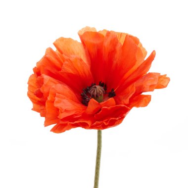 Poppy beyaz arka planda izole edildi. Vahşi bahar çiçekleri.