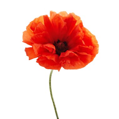 Poppy beyaz arka planda izole edildi. Vahşi bahar çiçekleri.