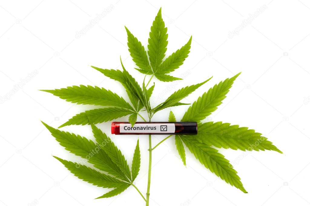 covid 19 infected blood sample ant cannabis, medical marijuana. Alternative medicine.