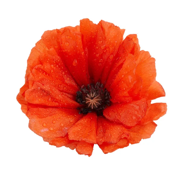 Poppy isolerad på vit bakgrund. Vilda vårblommor. — Stockfoto