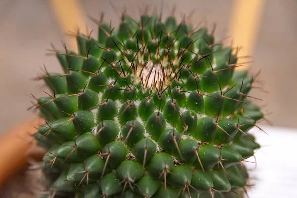 Hermosos Cactus Suculentas Primer Plano Con Sus Imponentes Colores Detalles — Foto de Stock