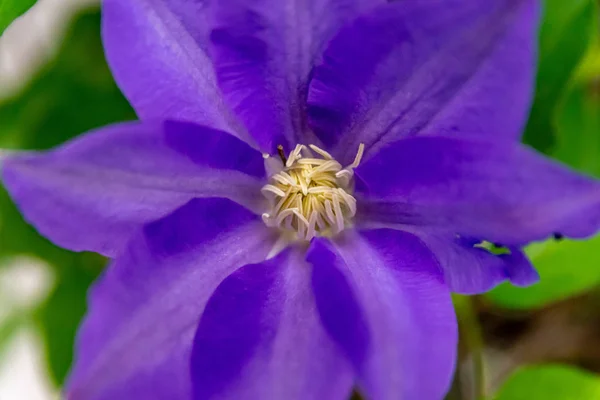 Flores Bonitas Primeiro Plano Com Suas Cores Impressionantes Detalhes — Fotografia de Stock