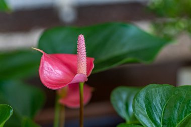 Güzel çiçekler ön planda çarpıcı renkleri ve ayrıntılarıyla