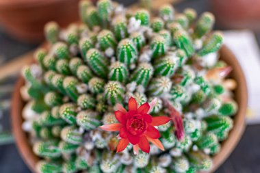 Önplanda muhteşem renkleri ve detaylarıyla güzel kaktüsler ve sulu meyveler.