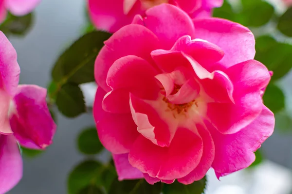 Flores Bonitas Primeiro Plano Com Suas Cores Impressionantes Detalhes — Fotografia de Stock