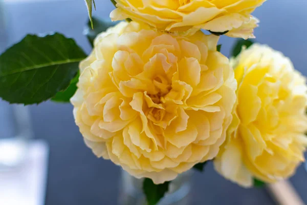 Flores Bonitas Primeiro Plano Com Suas Cores Impressionantes Detalhes — Fotografia de Stock