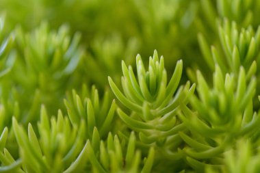 Önplanda muhteşem renkleri ve detaylarıyla güzel kaktüsler ve sulu meyveler.