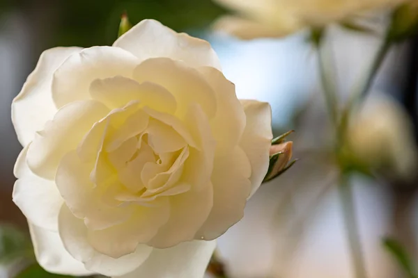 Flores Bonitas Primeiro Plano Com Suas Cores Impressionantes Detalhes — Fotografia de Stock