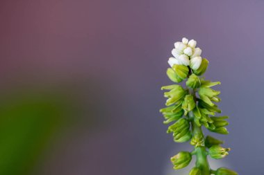 Güzel çiçekler ön planda çarpıcı renkleri ve ayrıntılarıyla