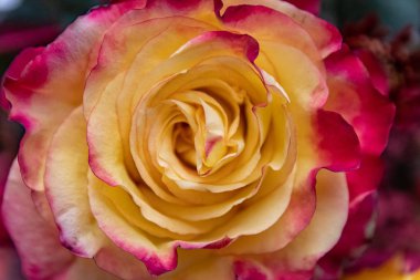 Güzel çiçekler ön planda çarpıcı renkleri ve ayrıntılarıyla