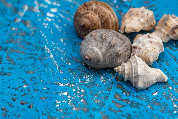 Zátiší Letní Ozdoby Prvky Oceánu Světle Modrém Starém Dřevě — Stock fotografie