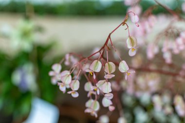 Güzel çiçekler ön planda çarpıcı renkleri ve ayrıntılarıyla