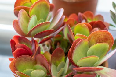 Önplanda muhteşem renkleri ve detaylarıyla güzel kaktüsler ve sulu meyveler.