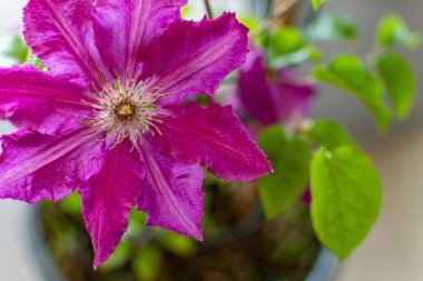Güzel çiçekler ön planda çarpıcı renkleri ve ayrıntılarıyla