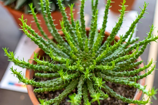 Hermosos Cactus Suculentas Primer Plano Con Sus Imponentes Colores Detalles — Foto de Stock