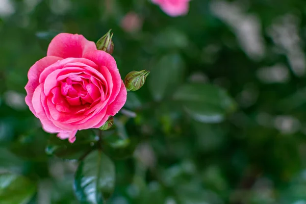 Flores Bonitas Primeiro Plano Com Suas Cores Impressionantes Detalhes — Fotografia de Stock