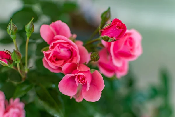 Flores Bonitas Primeiro Plano Com Suas Cores Impressionantes Detalhes — Fotografia de Stock