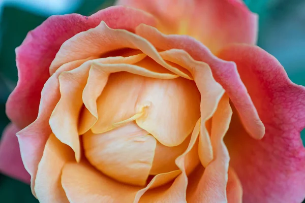 Flores Bonitas Primeiro Plano Com Suas Cores Impressionantes Detalhes — Fotografia de Stock