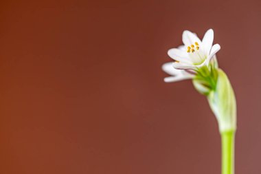 Güzel çiçekler ön planda çarpıcı renkleri ve ayrıntılarıyla