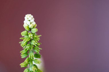 Güzel çiçekler ön planda çarpıcı renkleri ve ayrıntılarıyla