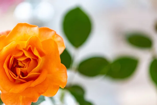 Flores Bonitas Primeiro Plano Com Suas Cores Impressionantes Detalhes — Fotografia de Stock