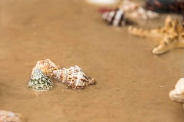 Deniz salyangozları diğer elementlerin ve denizyıldızlarının yanında kumda.