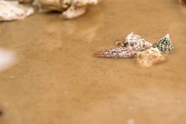 Deniz salyangozları diğer elementlerin ve denizyıldızlarının yanında kumda.