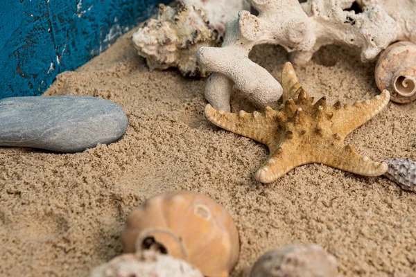 sea snails in sand next to other elements and starfish