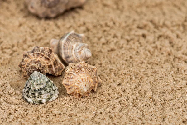 Meeresschnecken Sand Neben Anderen Elementen Und Seesternen — Stockfoto