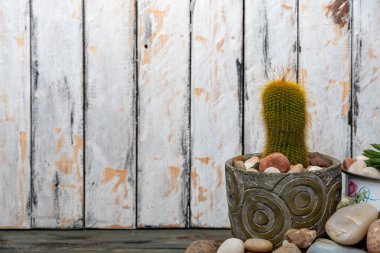 Kaktüslü ve sulu ahşap masa üzerinde dikenli saksılar.