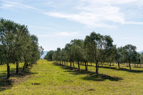 Mnoho Olivovníků Horských Plantážích Východně Uruguaye Pro Panenský Olej — Stock fotografie