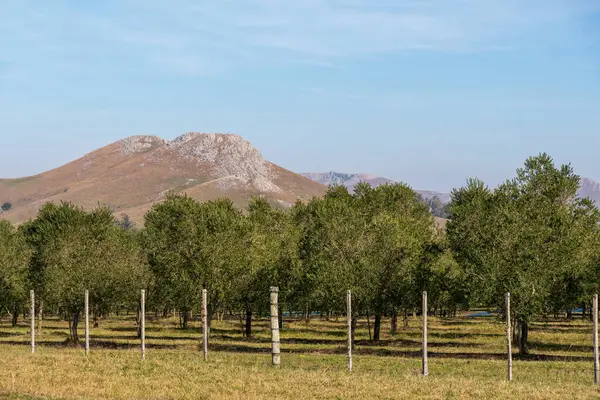Багато Оливкових Дерев Гірських Плантаціях Схід Від Уругваю Незайманої Олії — стокове фото