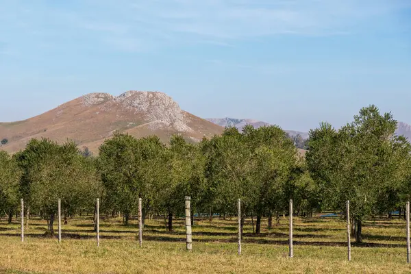 Mnoho Olivovníků Horských Plantážích Východně Uruguaye Pro Panenský Olej — Stock fotografie