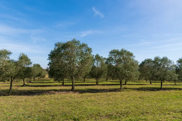 Mnoho Olivovníků Horských Plantážích Východně Uruguaye Pro Panenský Olej — Stock fotografie