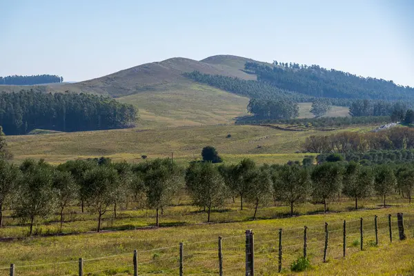 Veel Olijfbomen Berggebieden Ten Oosten Van Uruguay Voor Olijfolie Van — Stockfoto
