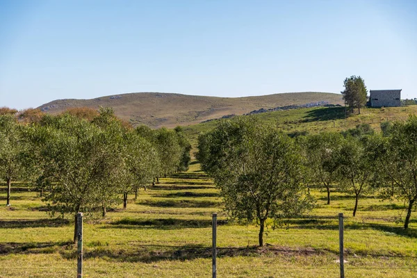 Mnoho Olivovníků Horských Plantážích Východně Uruguaye Pro Panenský Olej — Stock fotografie