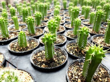 Kaktüs tarlası seçici odak noktası. Birçok kaktüs arkaplanı.