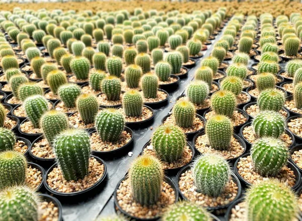 Campo Cultivo Cactus Enfoque Selectivo Muchos Cactos Fondo —  Fotos de Stock