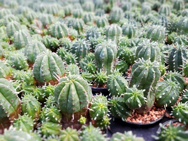 Cactus Farm Field Selective Focus Many Cactuses Background — Stock Photo, Image