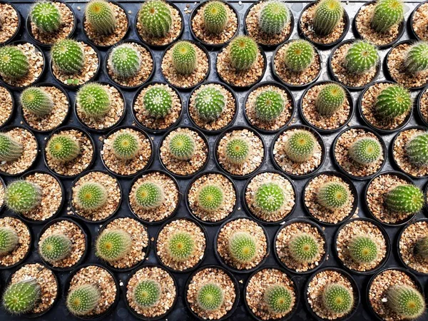 Campo Cultivo Cactus Enfoque Selectivo Muchos Cactos Fondo —  Fotos de Stock
