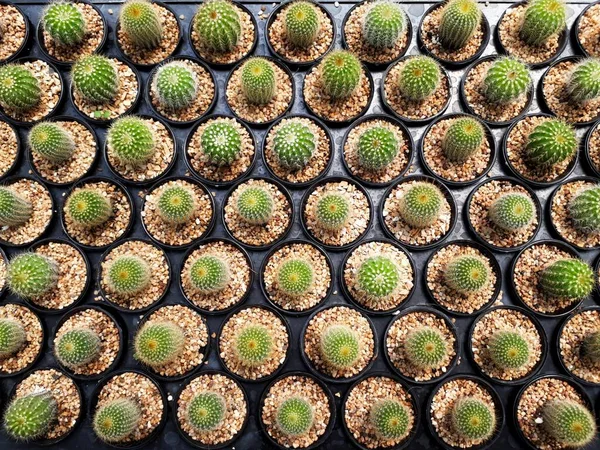 Cactus Farm Field Selective Focus Many Cactuses Background — Stock Photo, Image