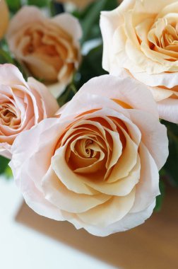 Bej güllerin yakın çekimi