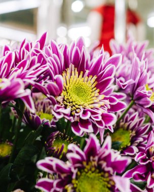 Mor kasımpatı yakın plan.