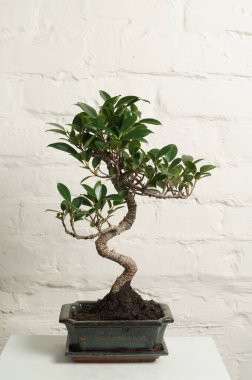 Ficus bonsai, arka planda beyaz bir tencerede.